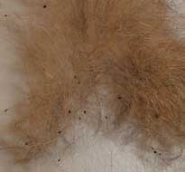 Image result for Flea dirt on a cats coat
