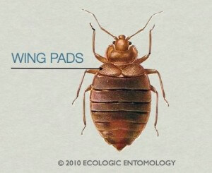Do Bed Bugs Have Wings?