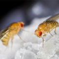 Do Fruit Flies Bite?