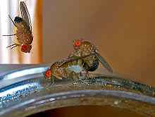 Picture of the life cycle of drosophila melanogaster