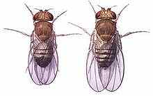 Picture of Drosophila Genetics