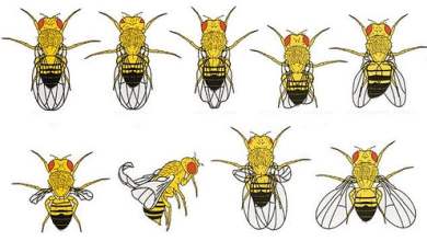 Picture of drosophila melanogaster mutations