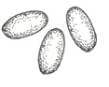 Picture of flea eggs