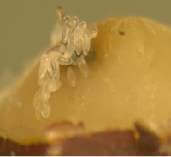 Picture of fruit fly eggs
