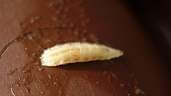 Picture of fruit fly larvae