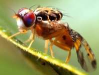 where do fruit flies come from image 11