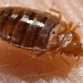 Picture of a bed bug