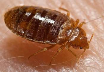 How to Get Rid of Bed Bugs