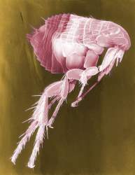 Picture of a flea 2