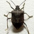 Picture of a stink bug
