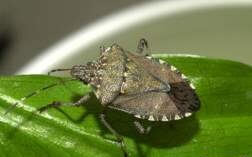 Picture of a stink bug