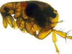 Picture of an adult flea