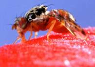 Fruit fly image showing its appearance