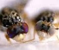 Picture of the origin of fruit flies