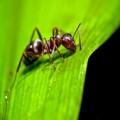 Picture of a carpenter ant