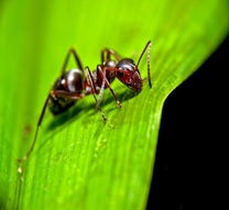 Picture of a carpenter ant