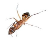Carpenter Ant on paper