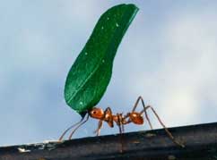 Picture of an ant carrying a leaf