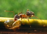 Picture of carpenter ant on branch