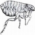 Picture of a small flea that cannot fly