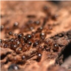 Picture of Ants Advancing on your RV Camper