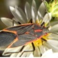 Picture of an elder bug