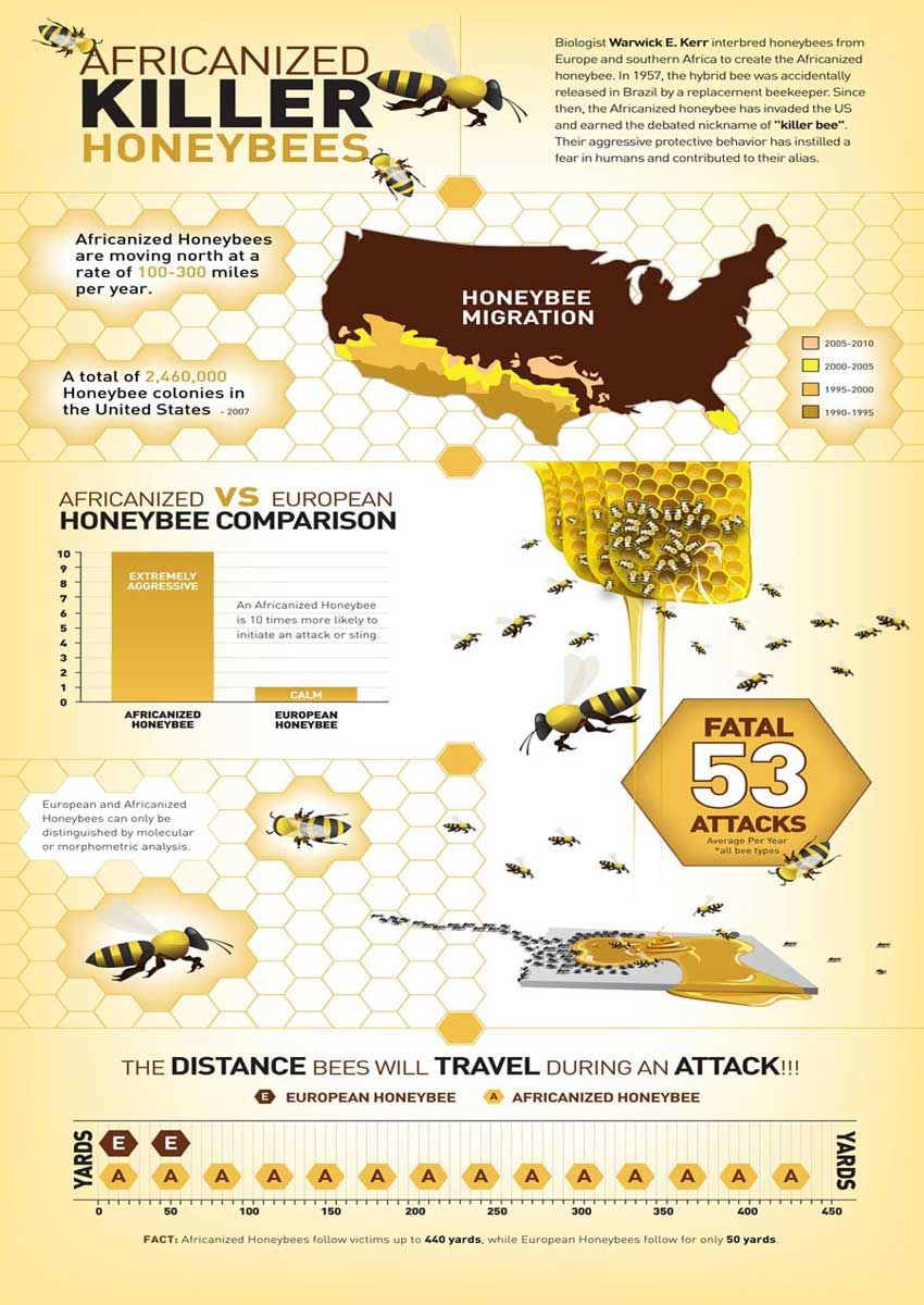 Learn about the spread of the killer bees in the US