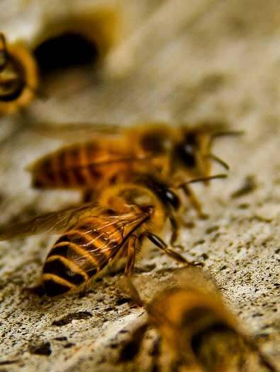 picture of a bee swarm