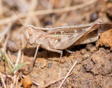 Picture of a locust