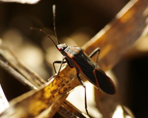 Picture of a box elder bug