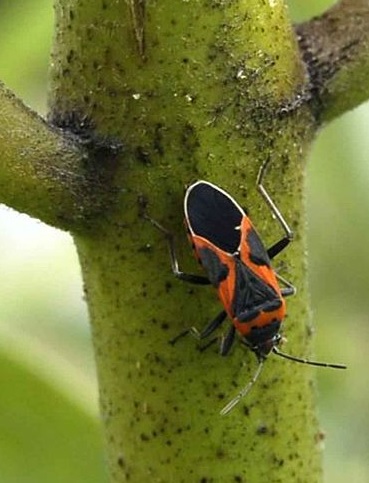 Picture of an elder bug on milkweed