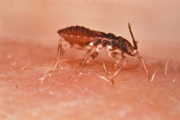 Close up view of the kissing bug