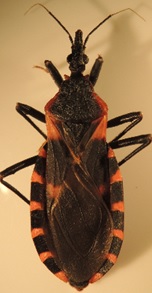 Image of a kissing bug