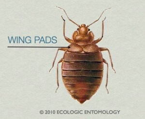 Pictures of bed bugs