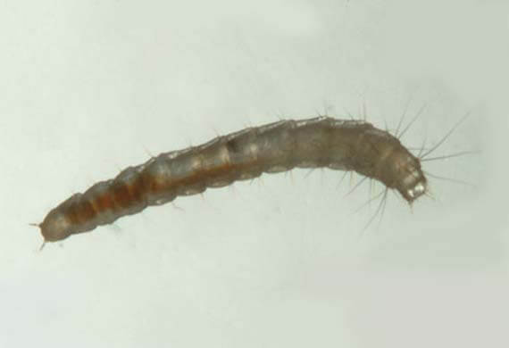 Close up picture of flea larvae