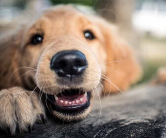 Picture of using coconut oil for flea control on a dog