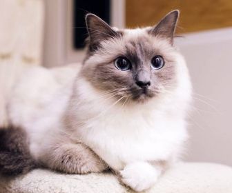 Photo of a white and brown cat that could have fleas