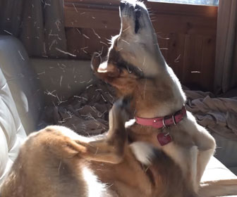 Photo of a dog scratching due to fleas