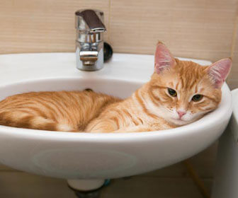 A cat sitting in a basin 
