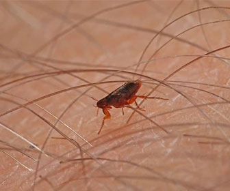 Close up picture of a flea