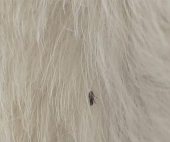 Photo of what a flea looks like in white pet fur