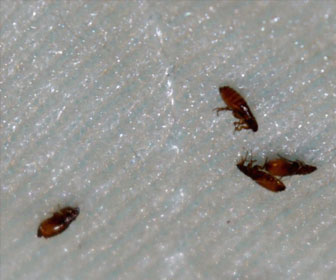 What Do Baby Fleas Look Like? 