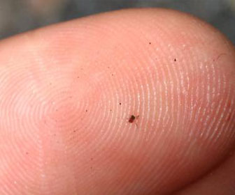 Picture of a tiny flea on the end of a finger