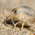 Sand Fleas – Complete Guide (Bite Treatment, Prevention and Control)