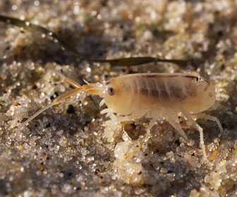 Picture of what a sand flea looks like on the beach