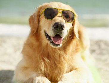 Picture of a dog on the beach sand