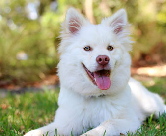 Picture of a white dog that can use tea tree oil to get rid of fleas