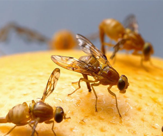 Picture of fruit flies nibbling on a fruit