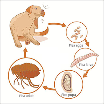 Picture of the full flea life cycle