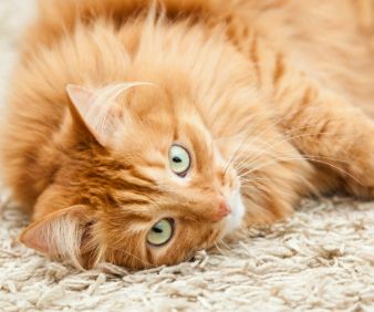 Photo of a cat lying on a flea-free carpets